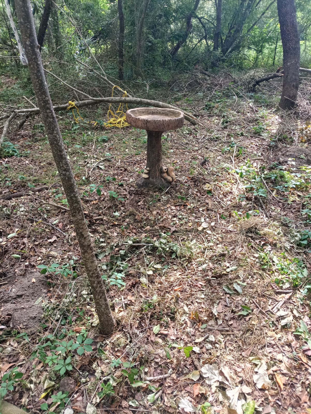 Nature trail restoration progress
