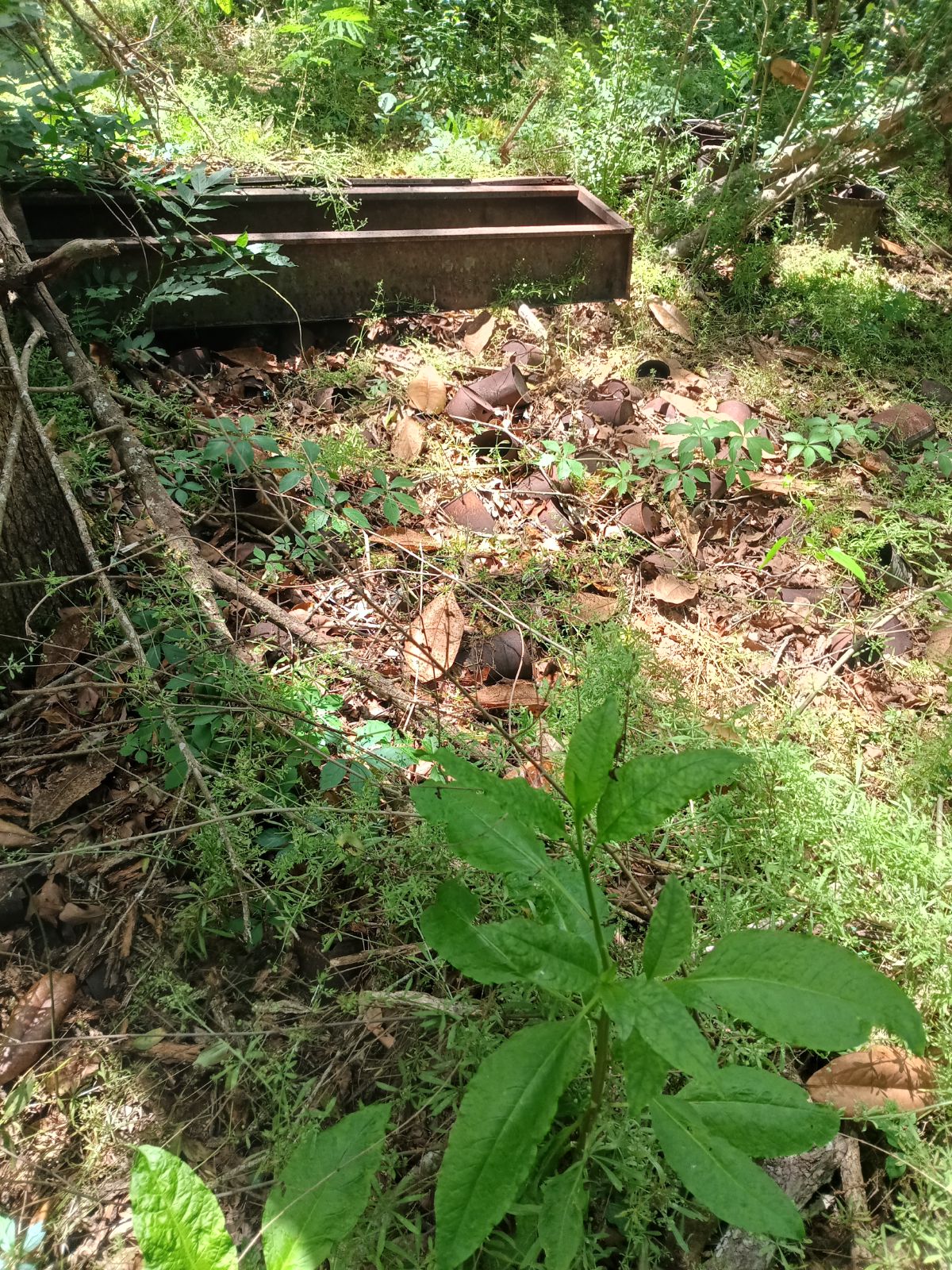 Nature trail restoration progress