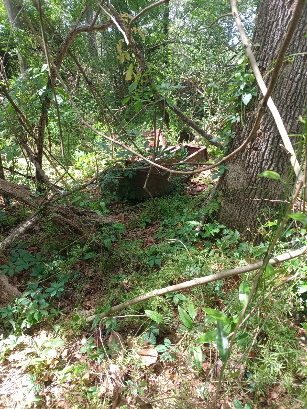 Nature trail restoration progress