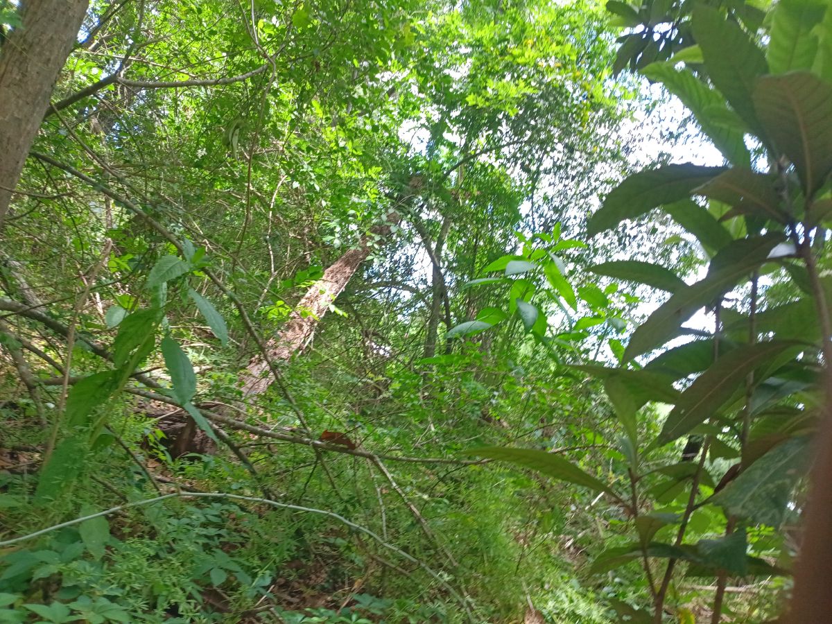 Nature trail restoration progress