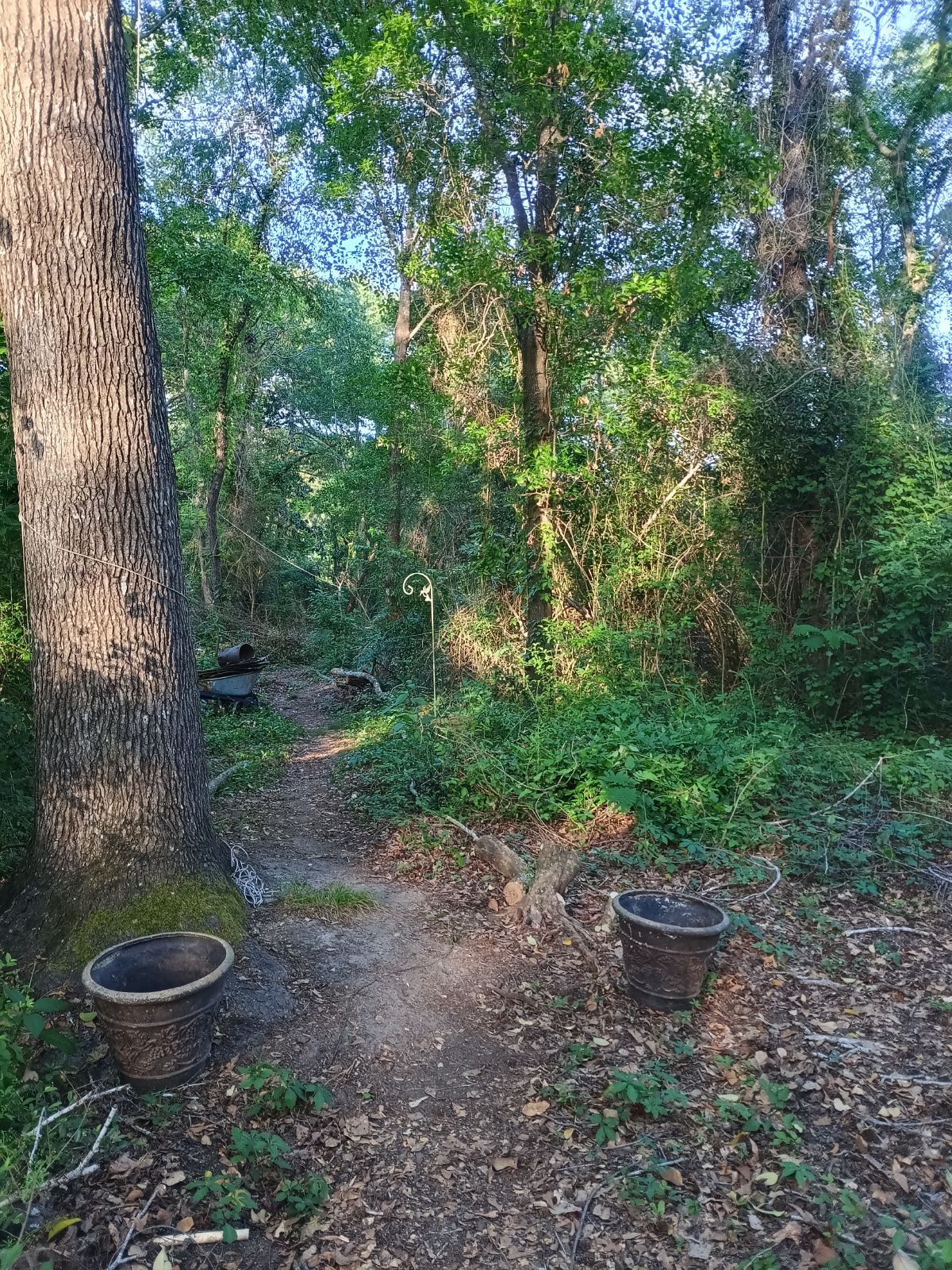 Nature trail restoration progress