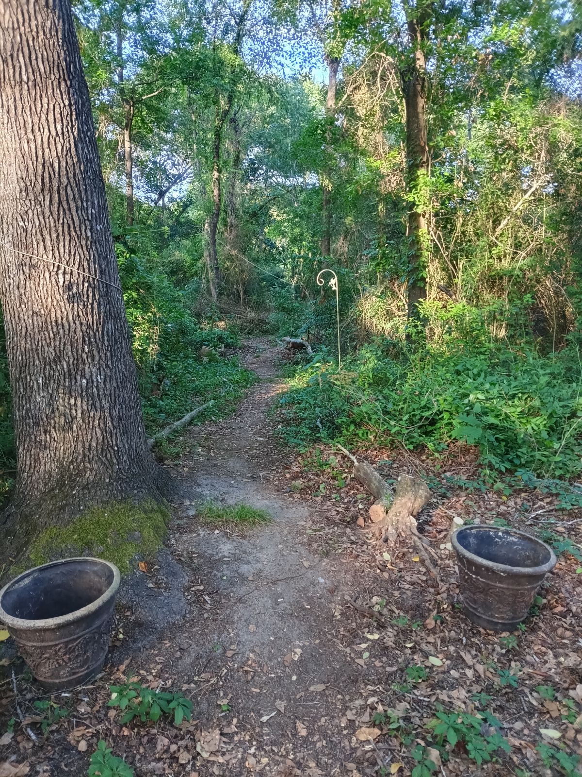 Nature trail restoration progress