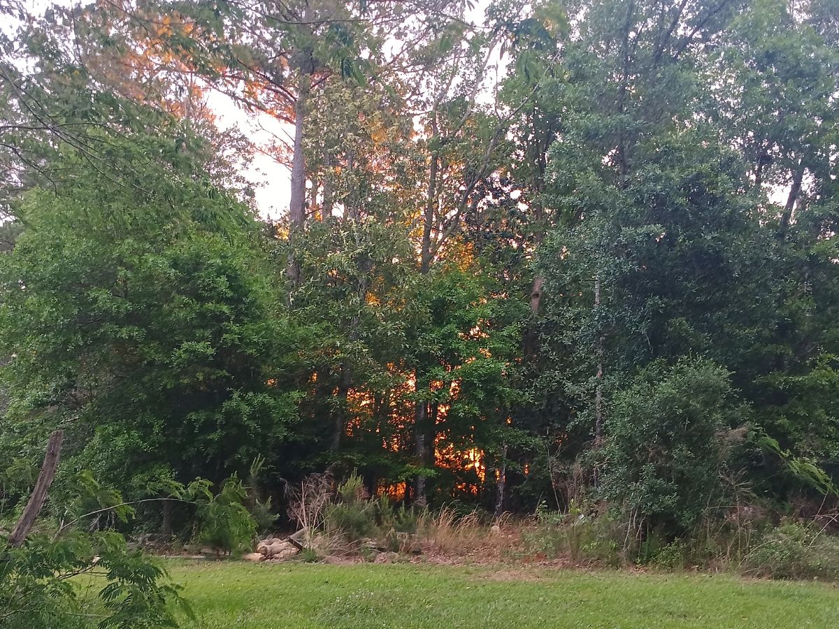 Nature trail restoration progress
