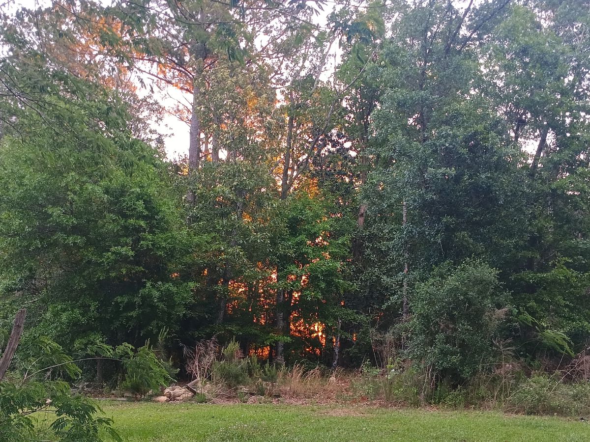 Nature trail restoration progress
