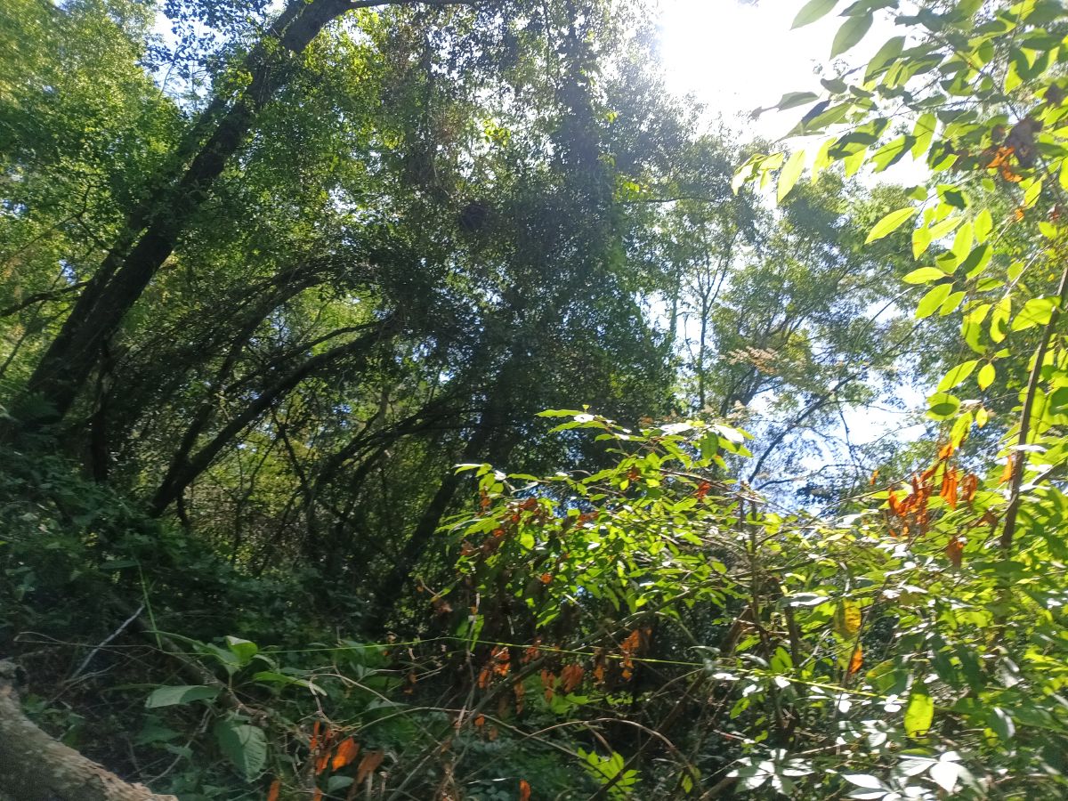 Nature trail restoration progress