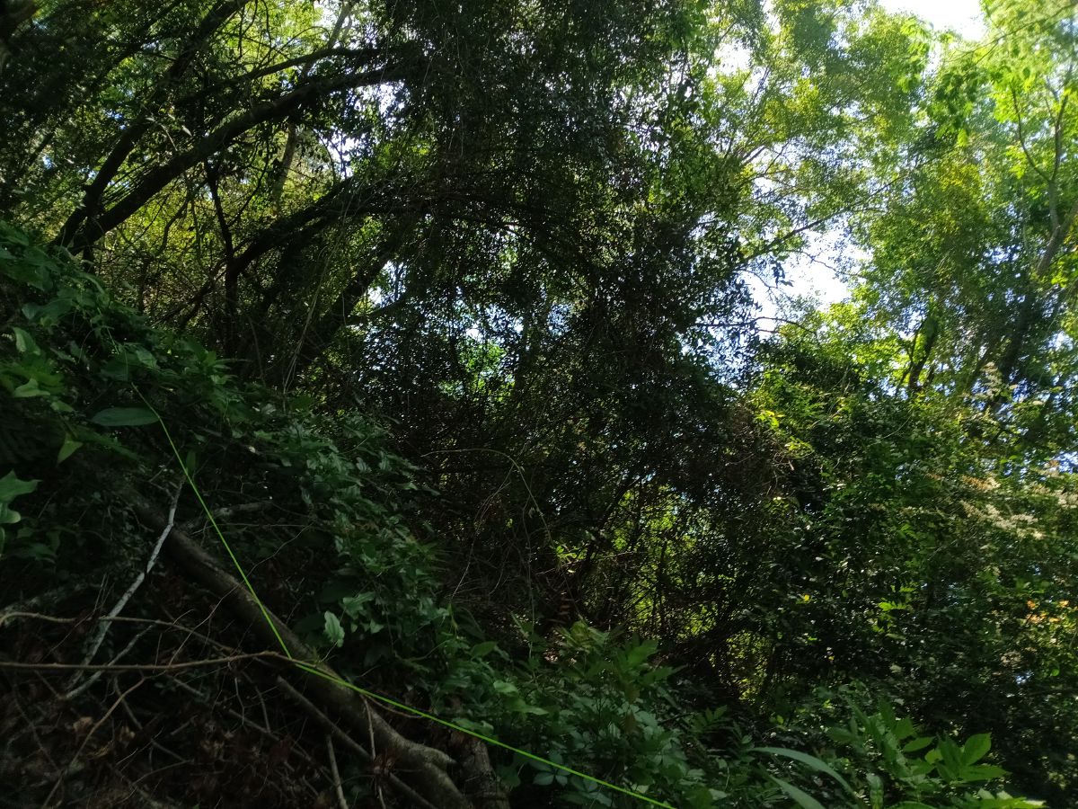 Nature trail restoration progress