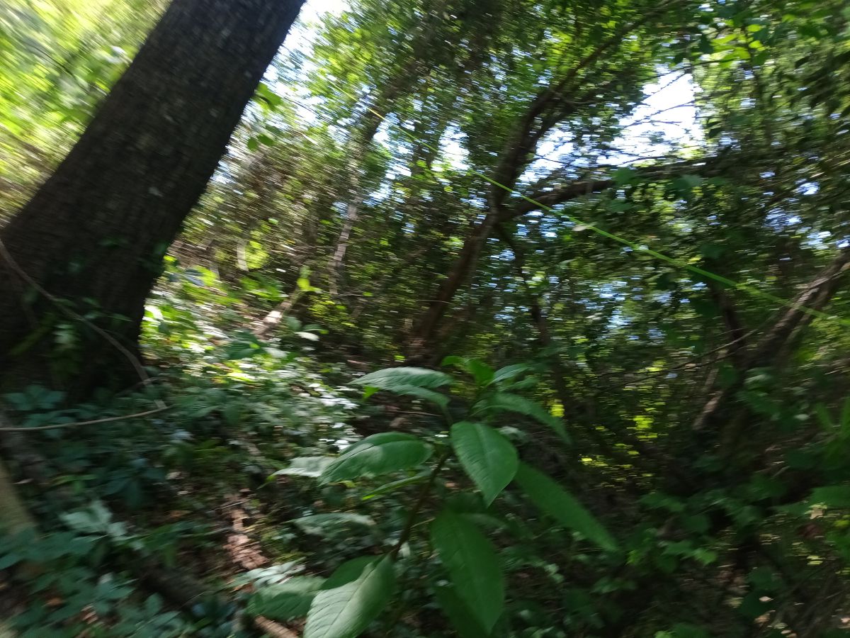 Nature trail restoration progress