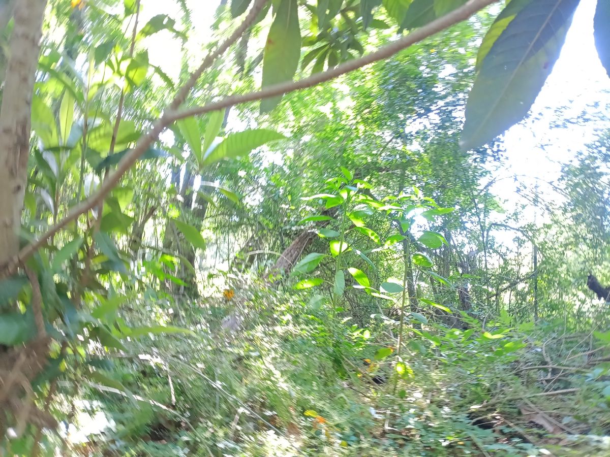 Nature trail restoration progress