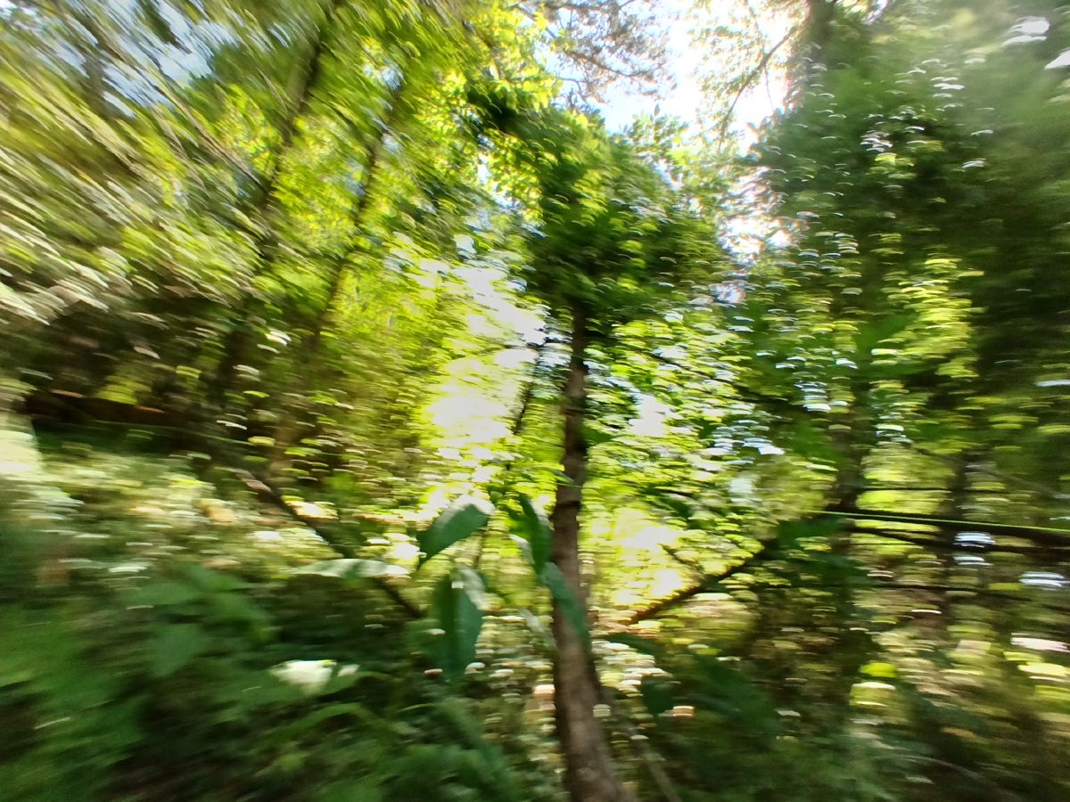 Nature trail restoration progress