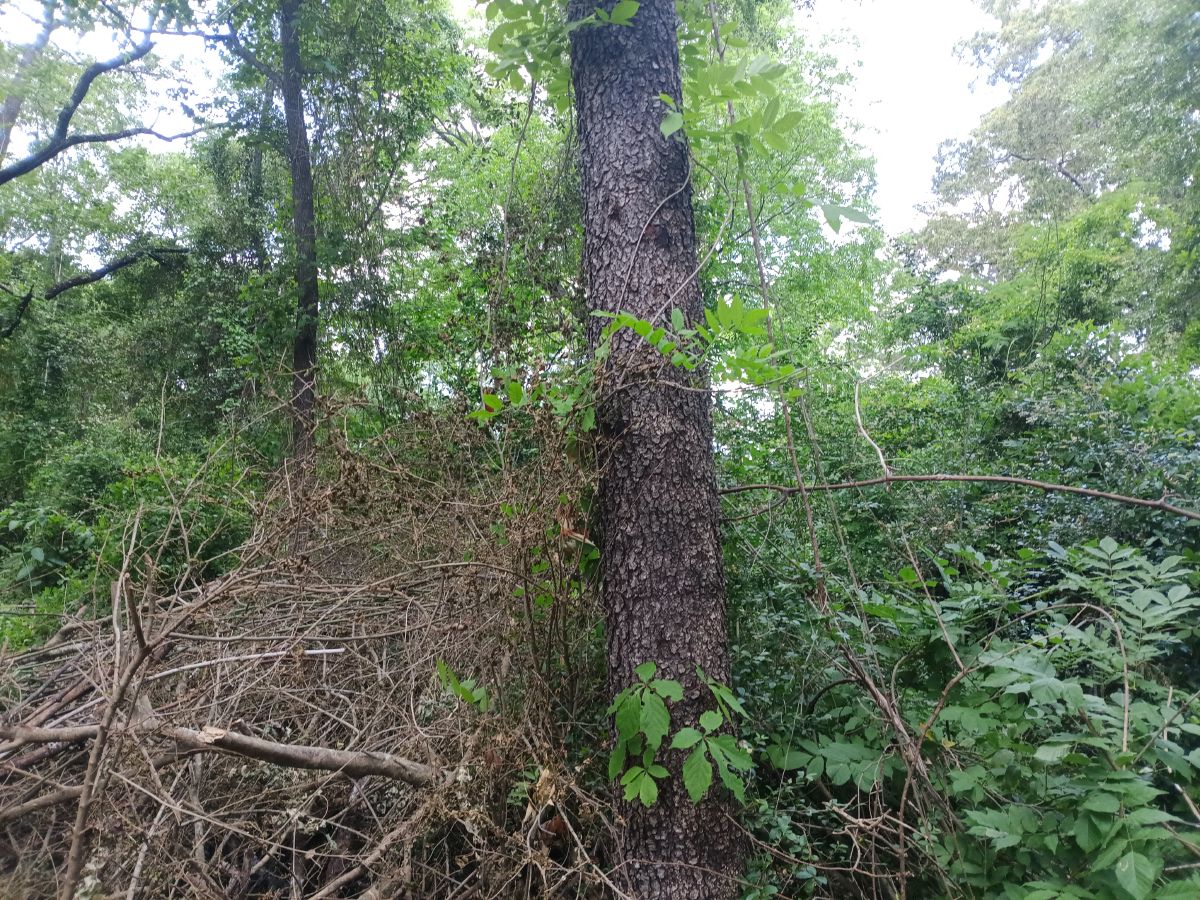 Nature trail restoration progress