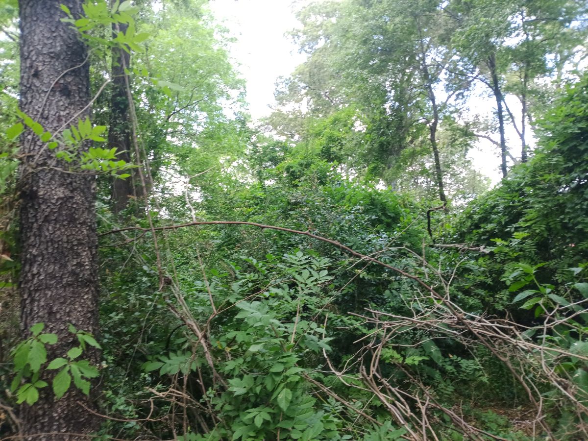 Nature trail restoration progress