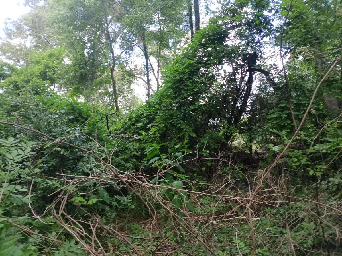 Nature trail restoration progress
