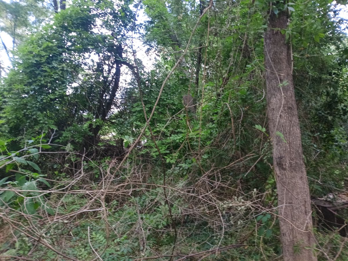 Nature trail restoration progress
