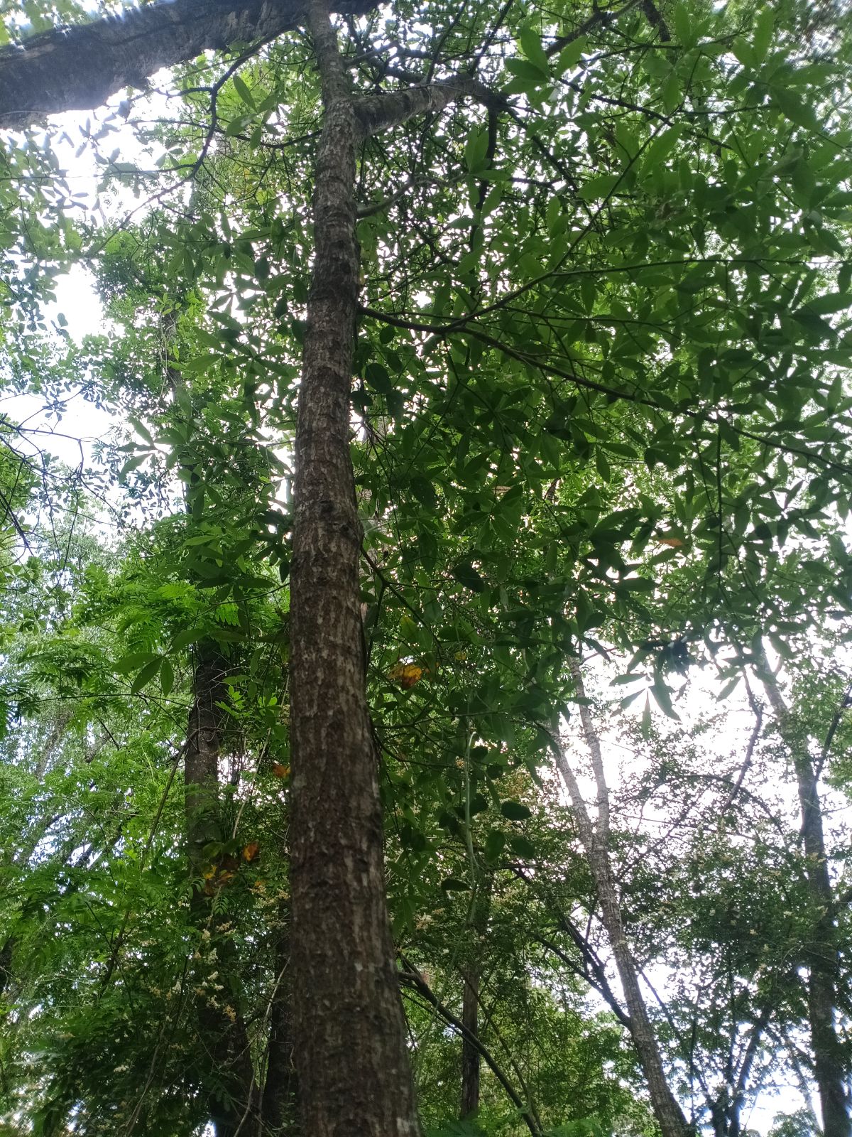 Nature trail restoration progress