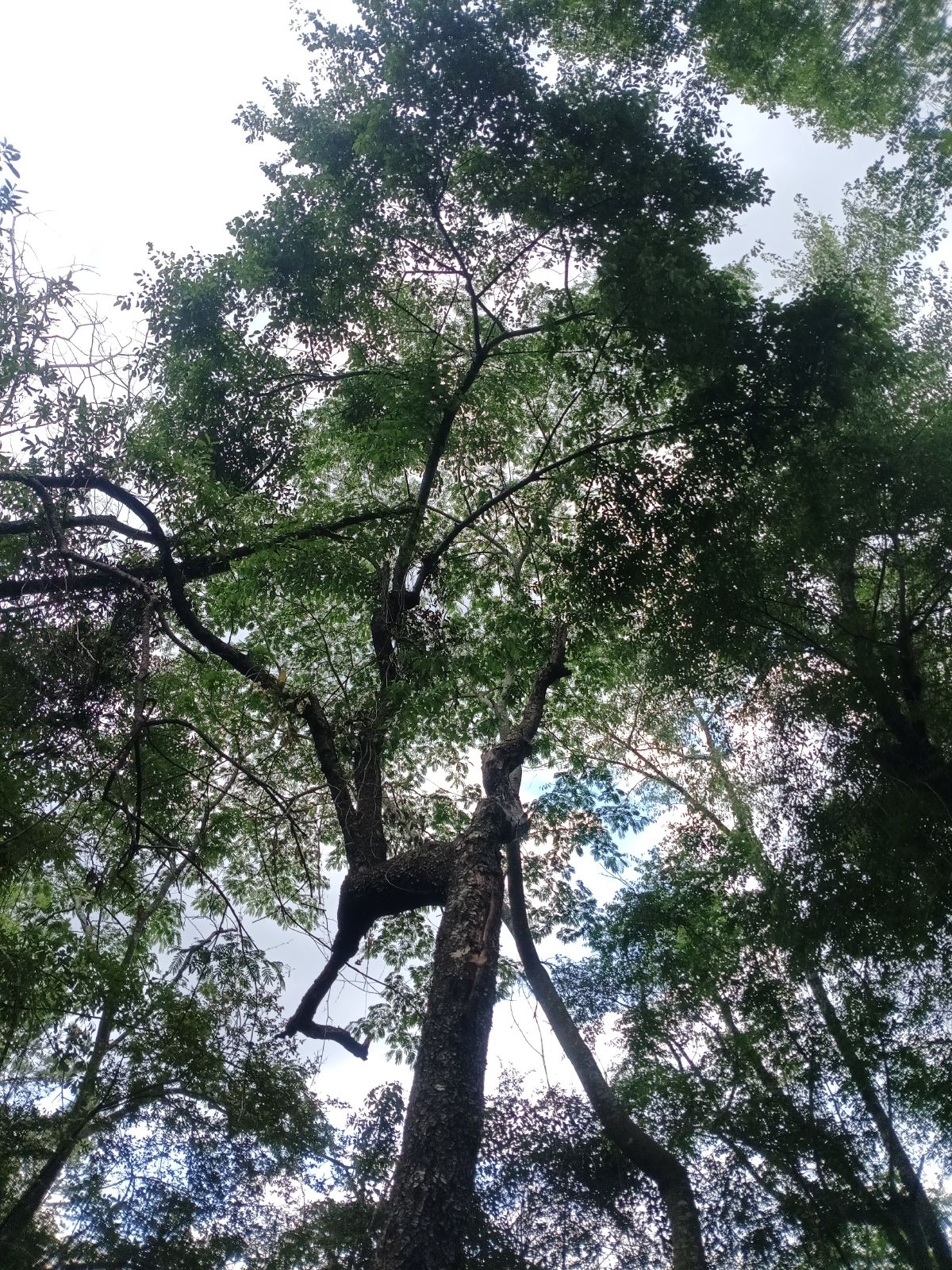 Nature trail restoration progress