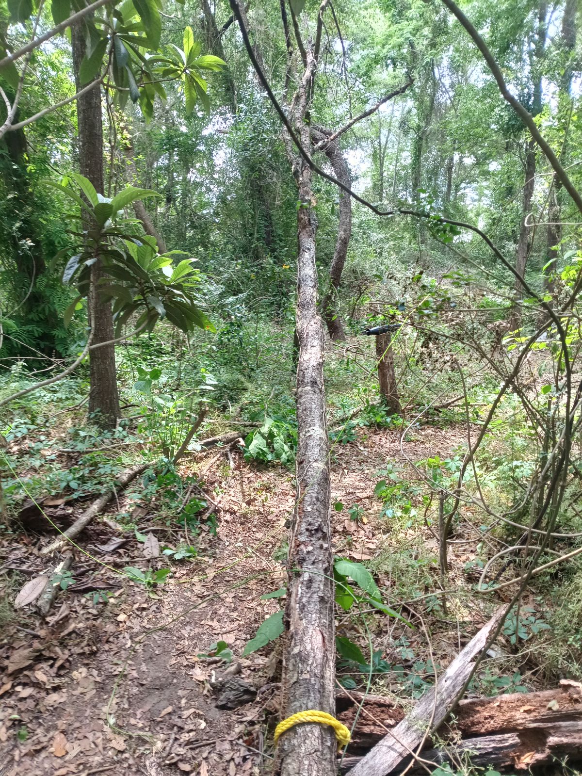 Nature trail restoration progress