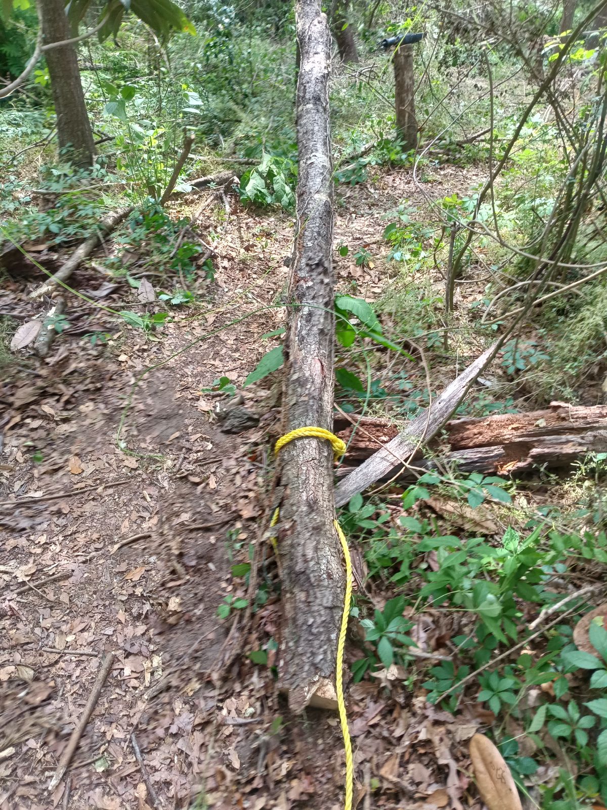 Nature trail restoration progress