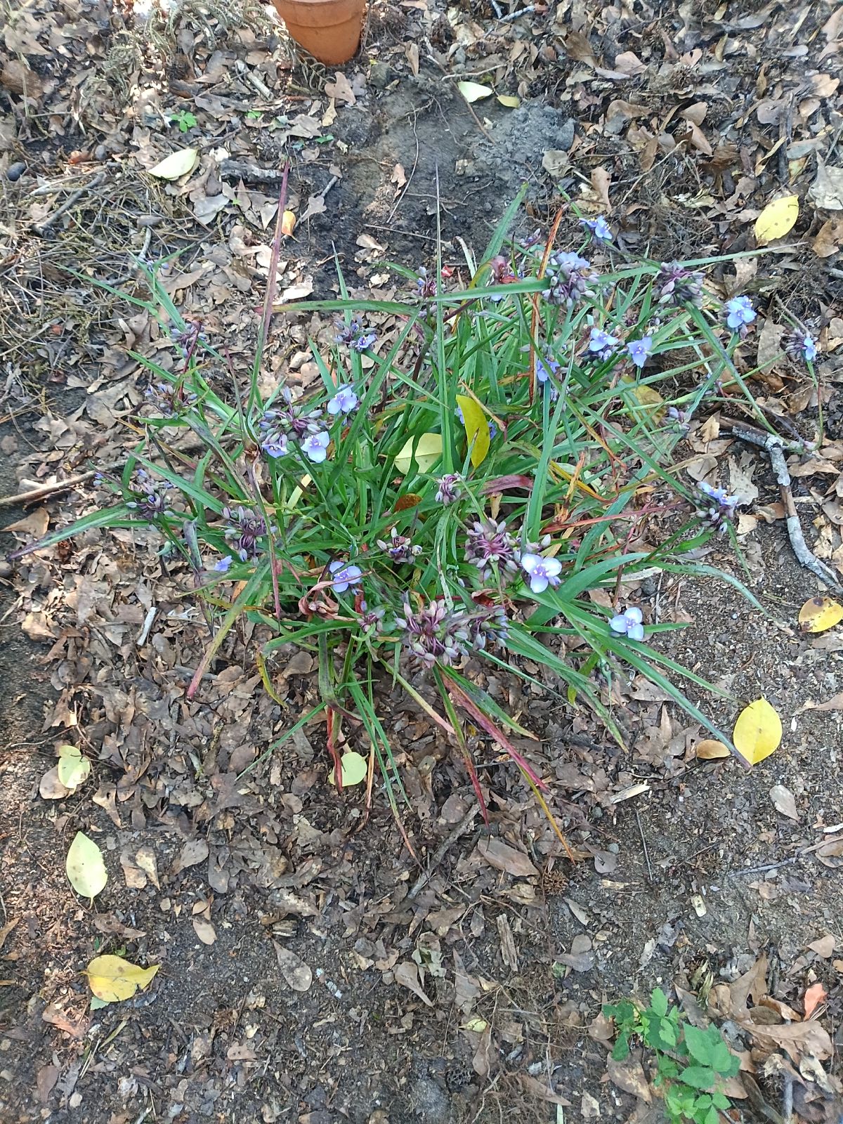 Nature trail restoration progress