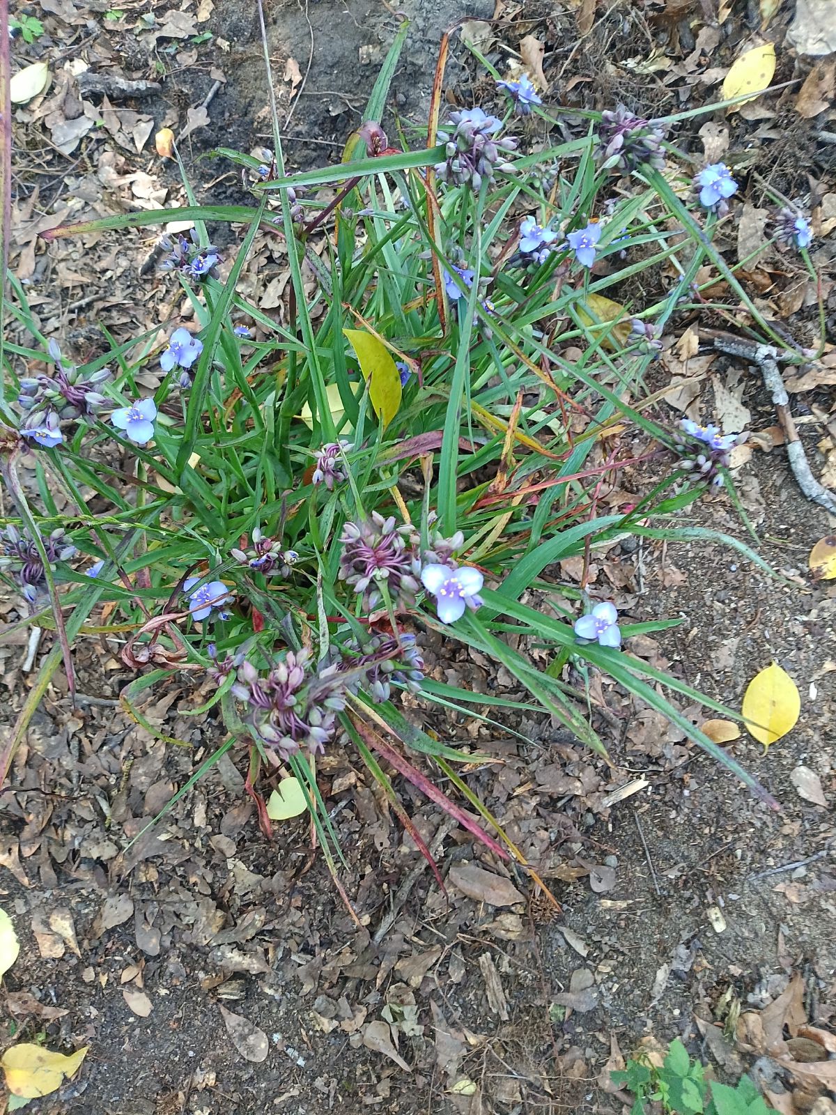 Nature trail restoration progress