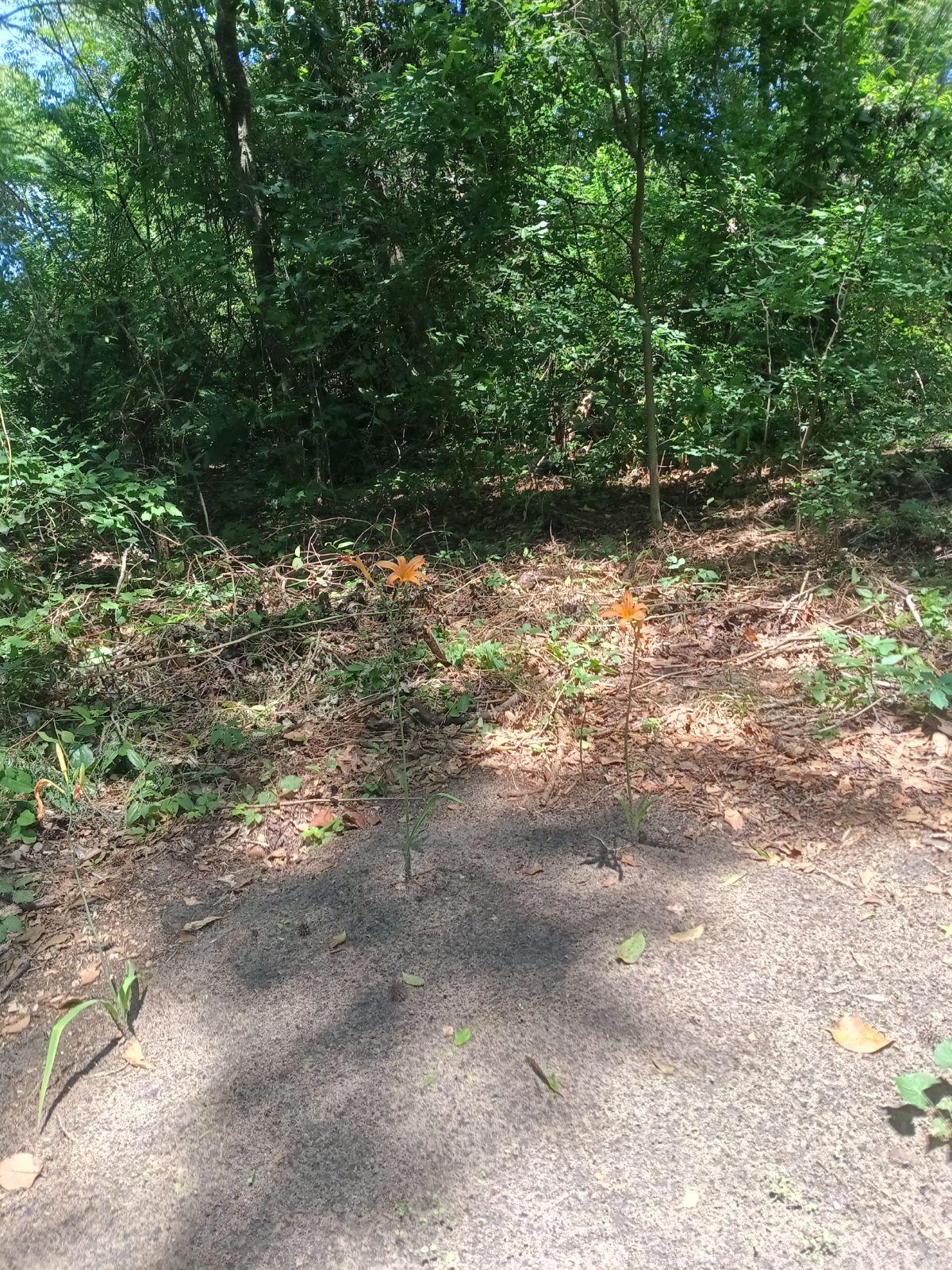 Nature trail restoration progress