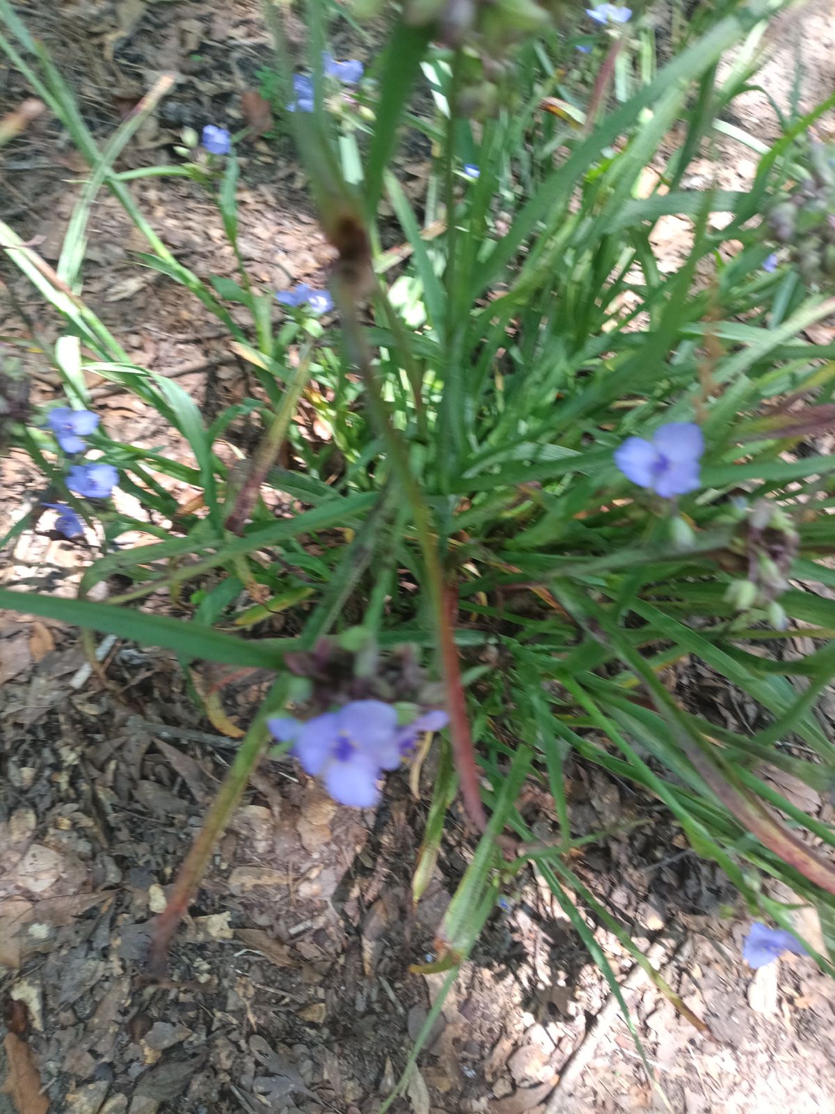 Nature trail restoration progress