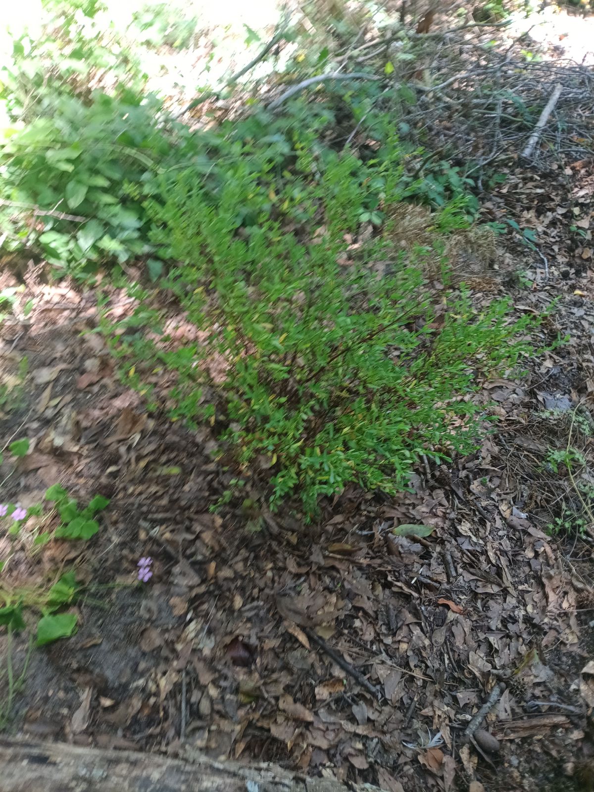 Nature trail restoration progress