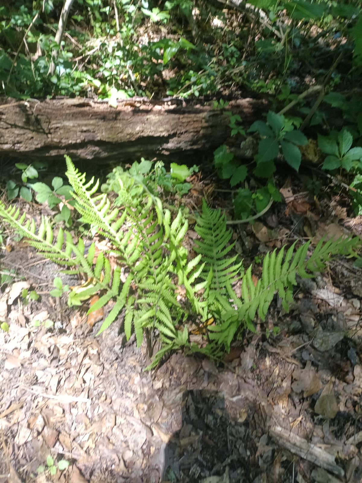 Nature trail restoration progress