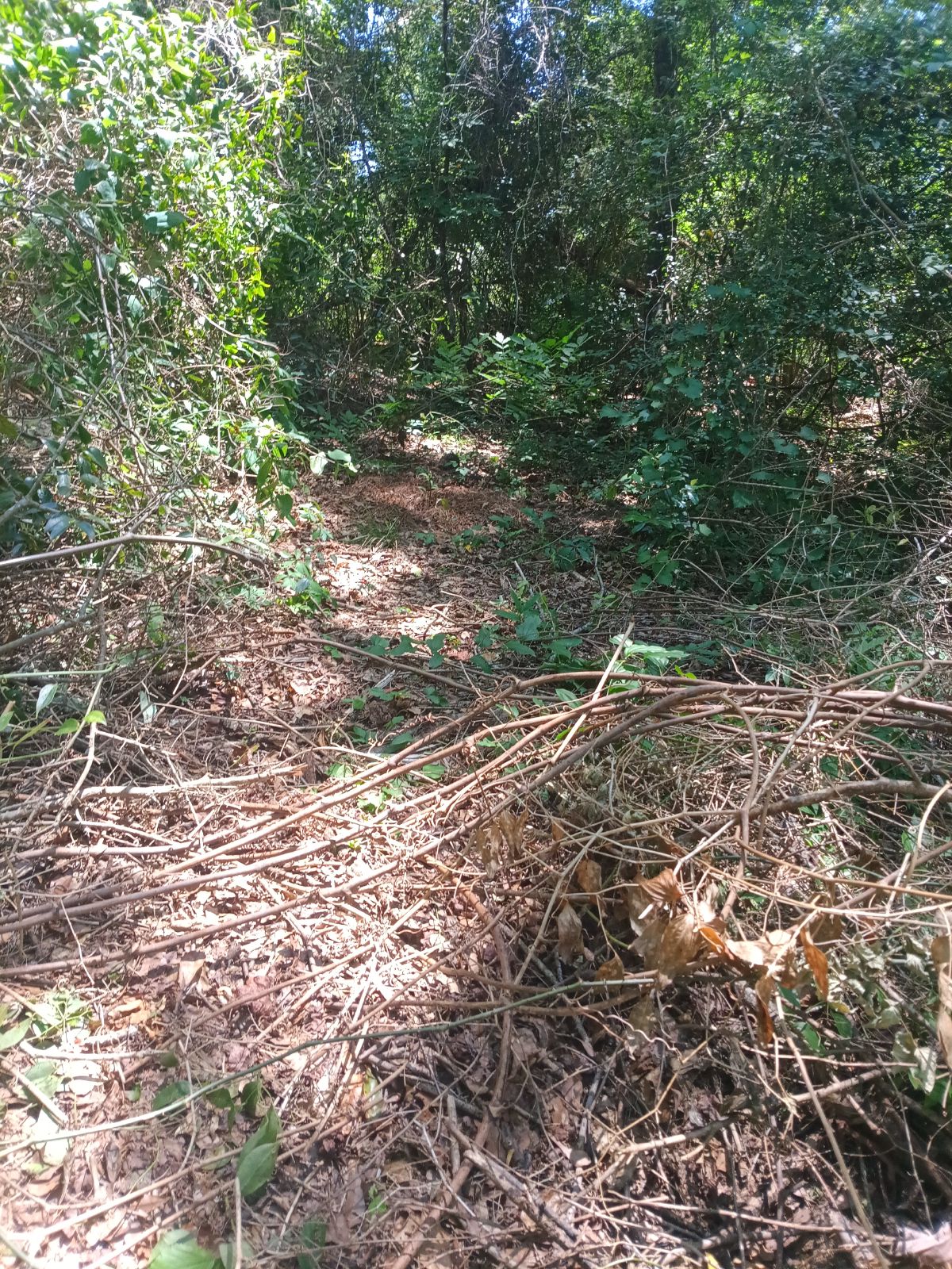 Nature trail restoration progress