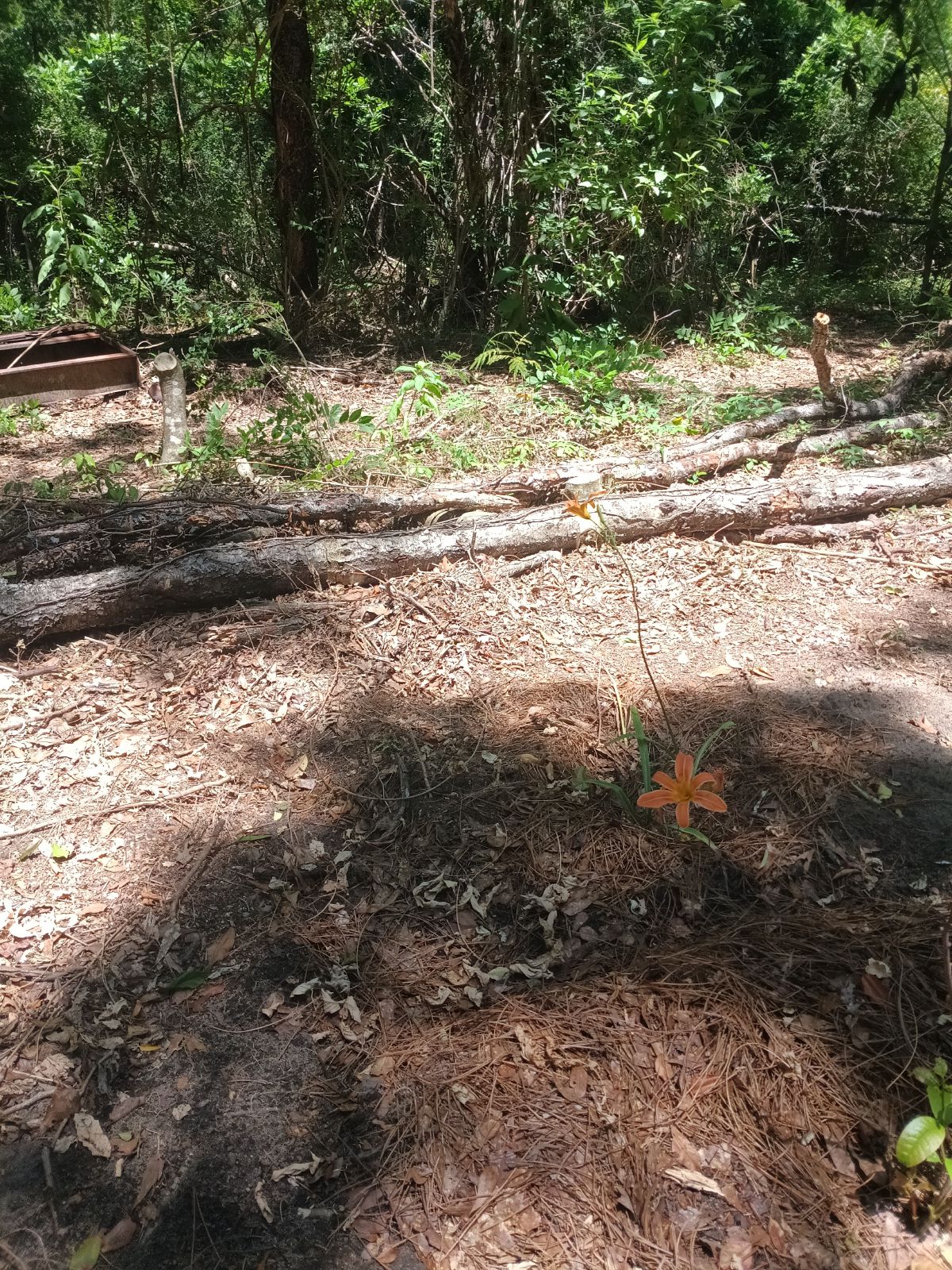 Nature trail restoration progress
