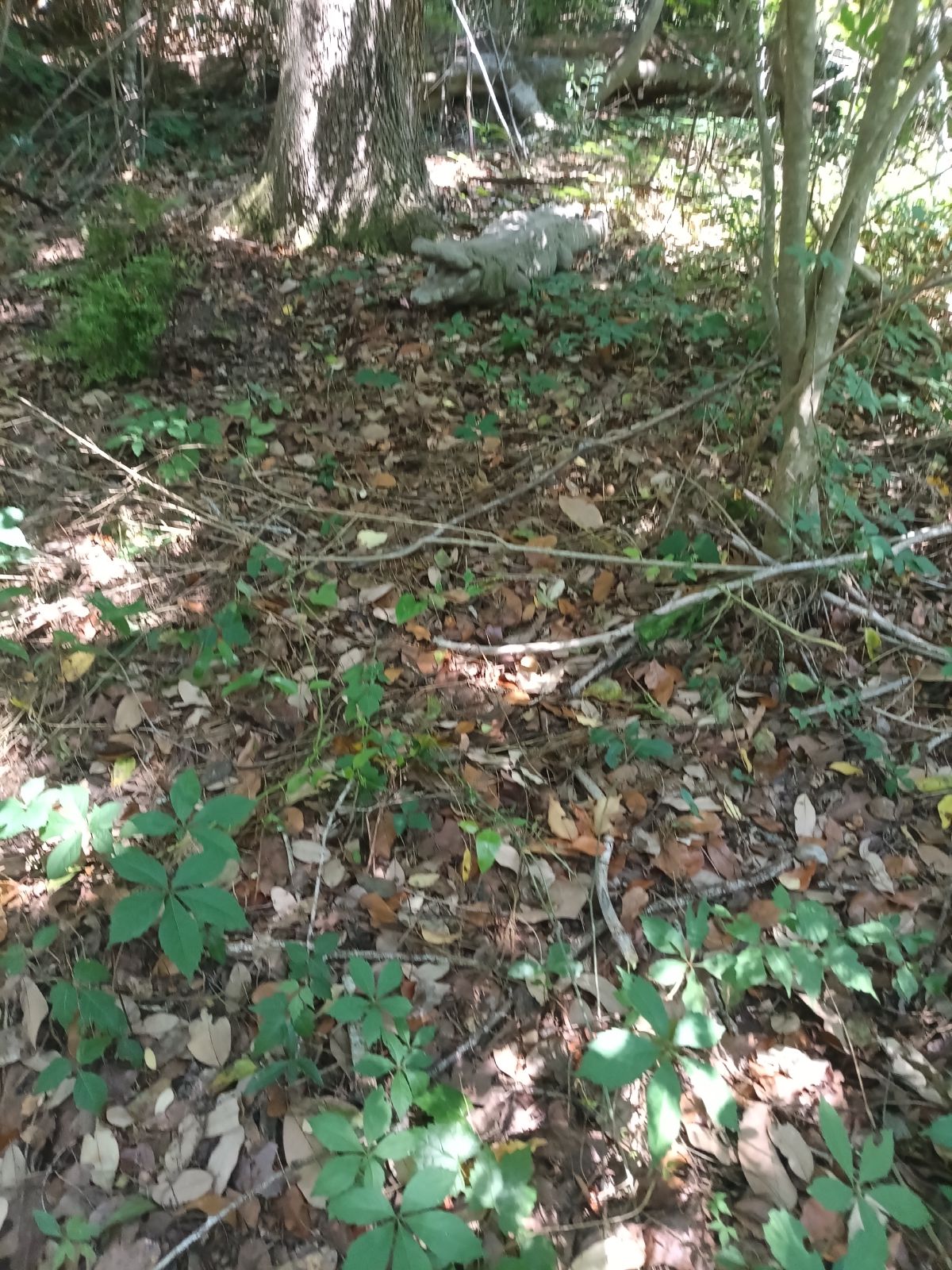 Nature trail restoration progress