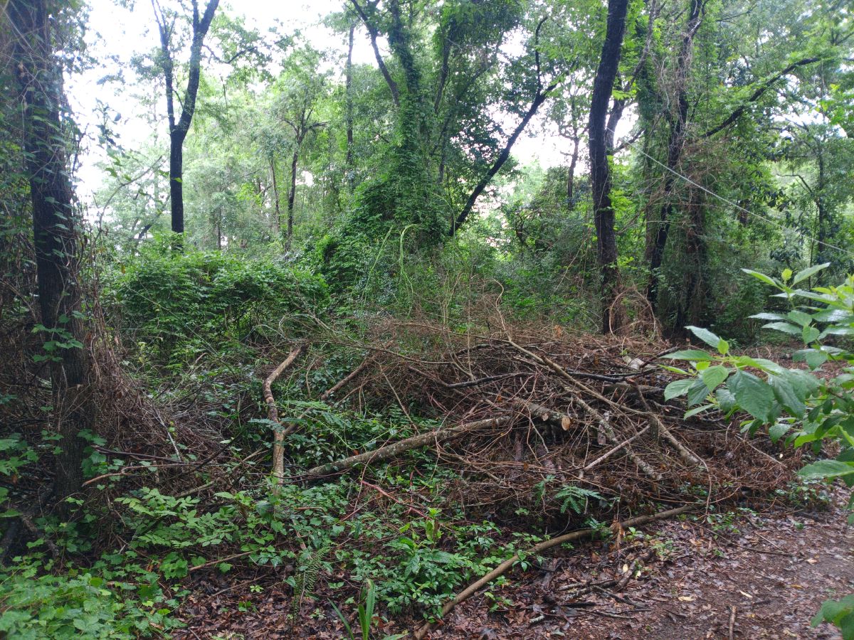 Nature trail restoration progress