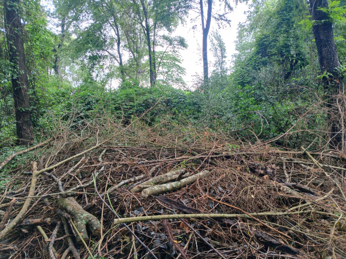 Nature trail restoration progress