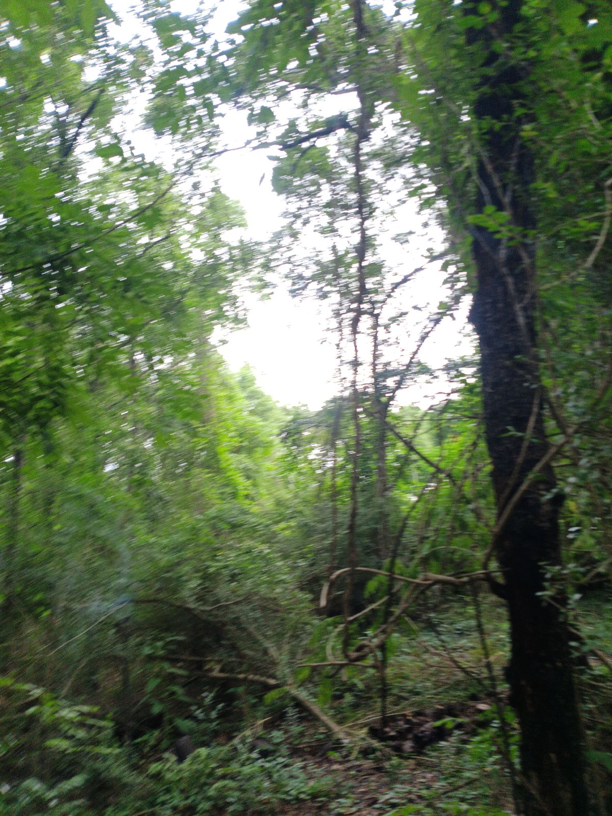 Nature trail restoration progress