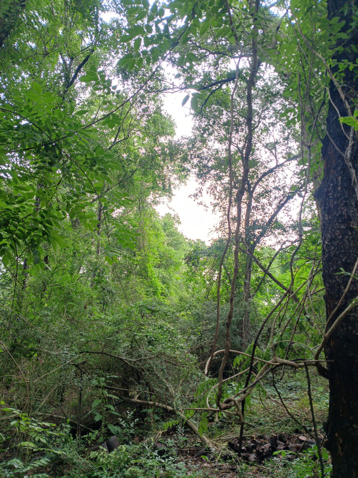 Nature trail restoration progress