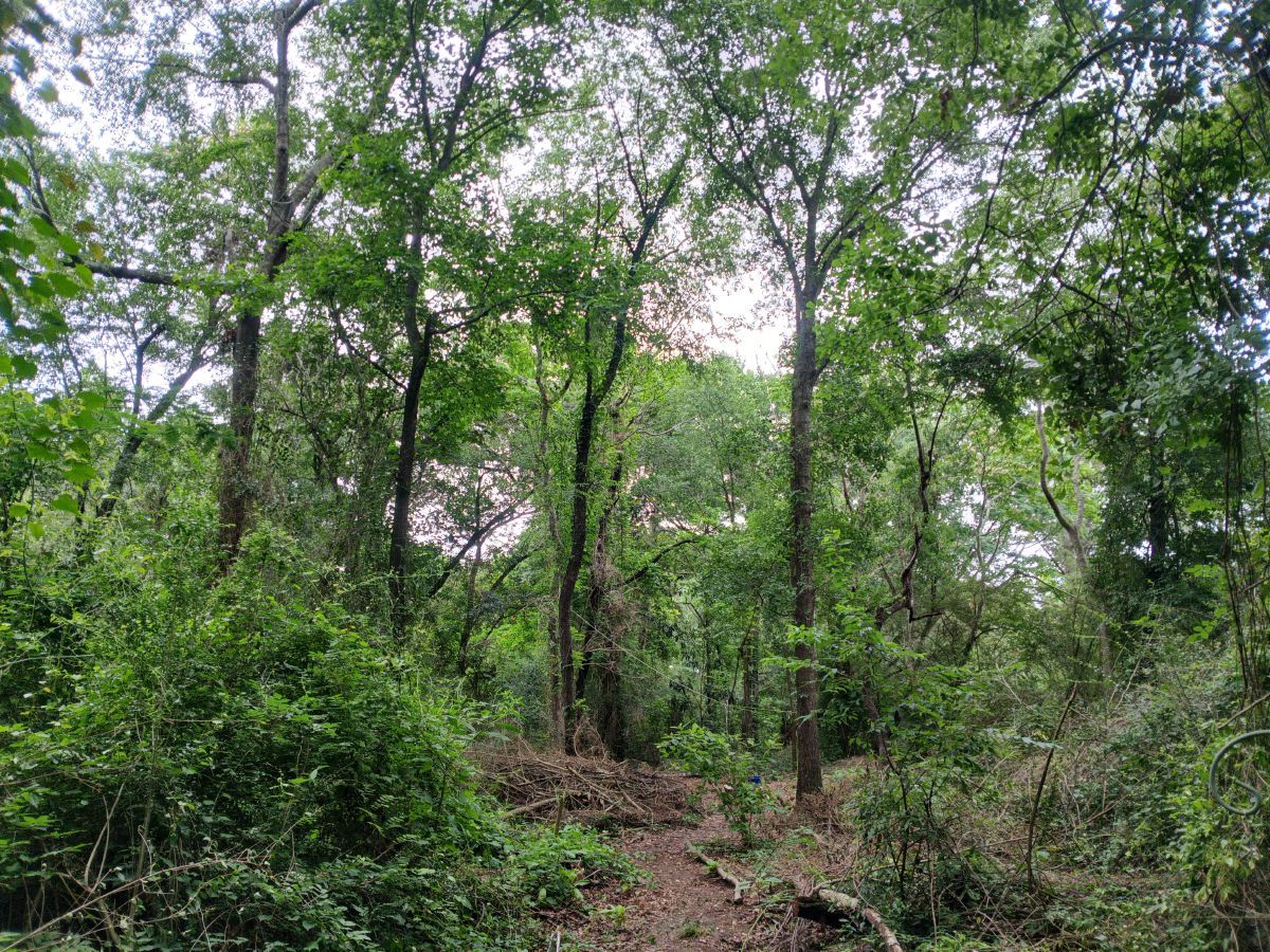 Nature trail restoration progress
