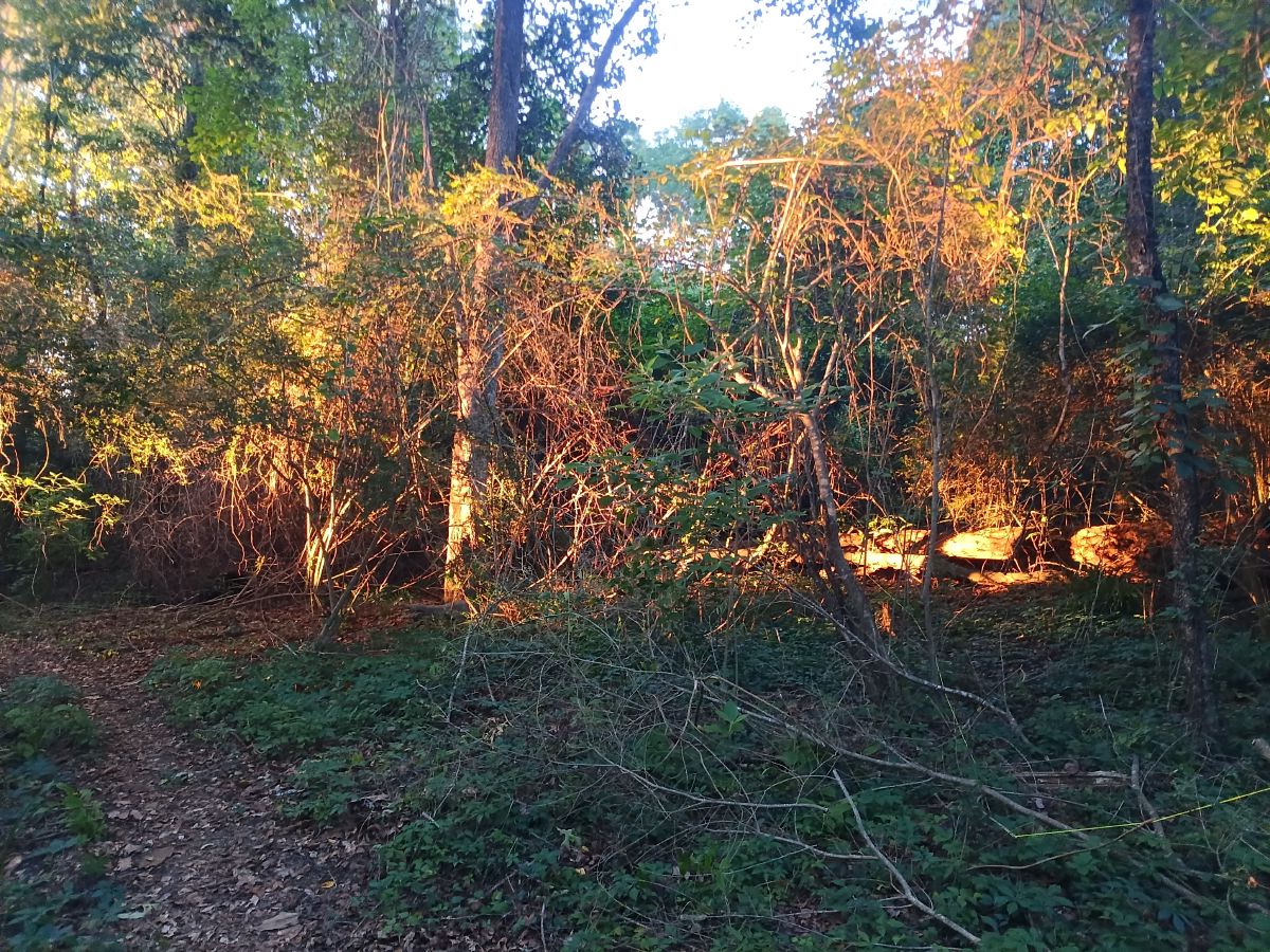 Nature trail restoration progress
