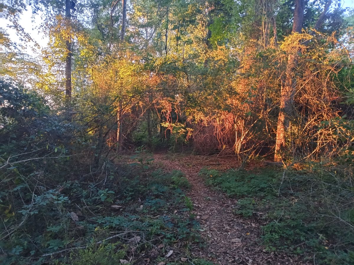 Nature trail restoration progress