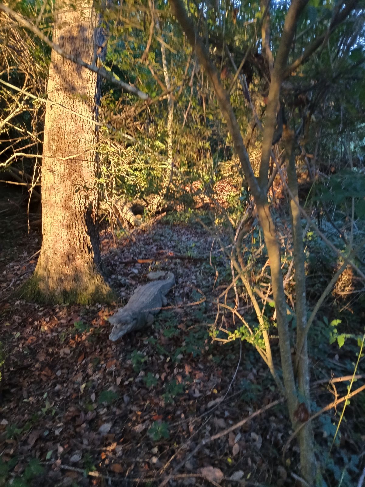 Nature trail restoration progress