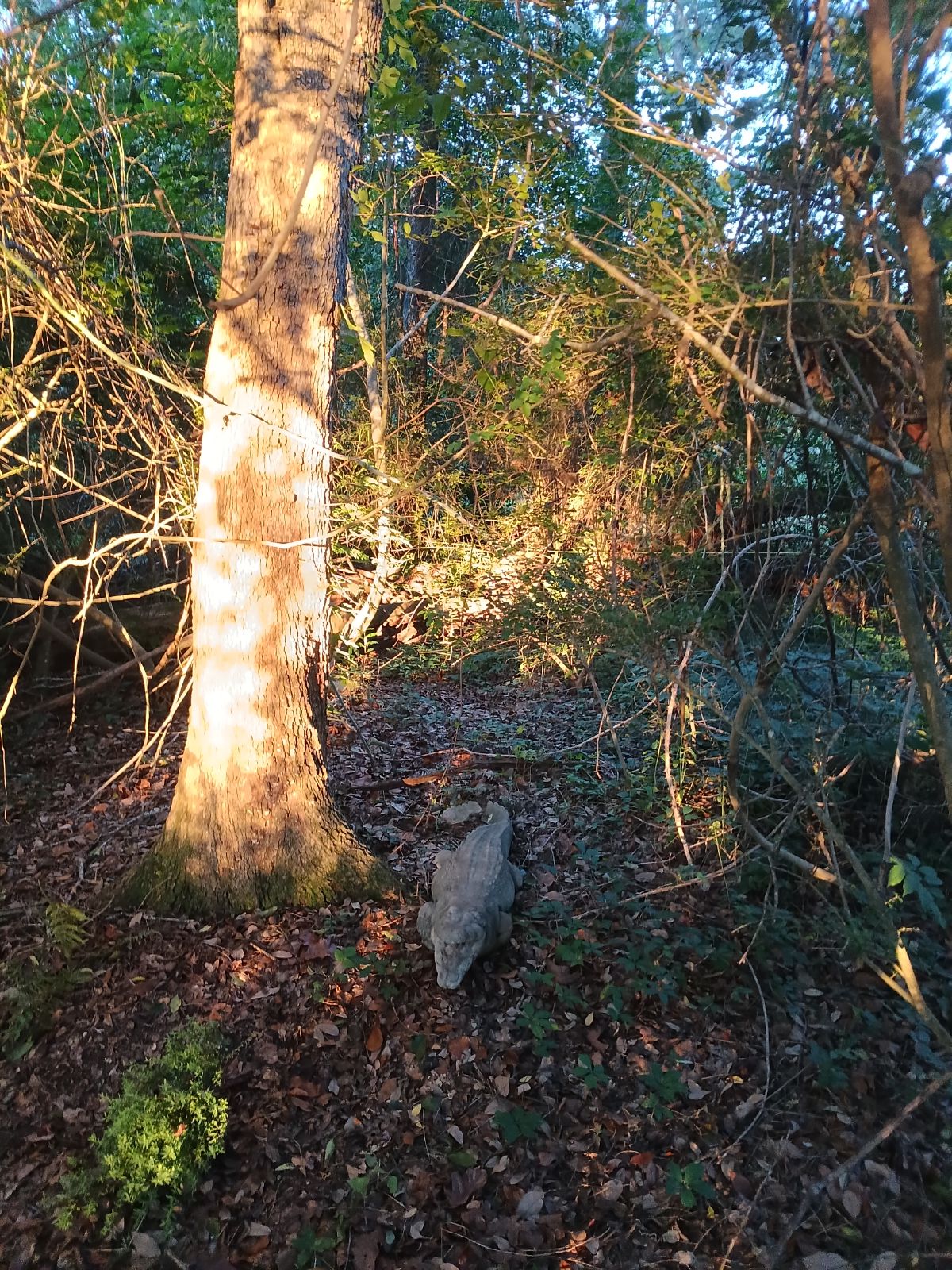 Nature trail restoration progress