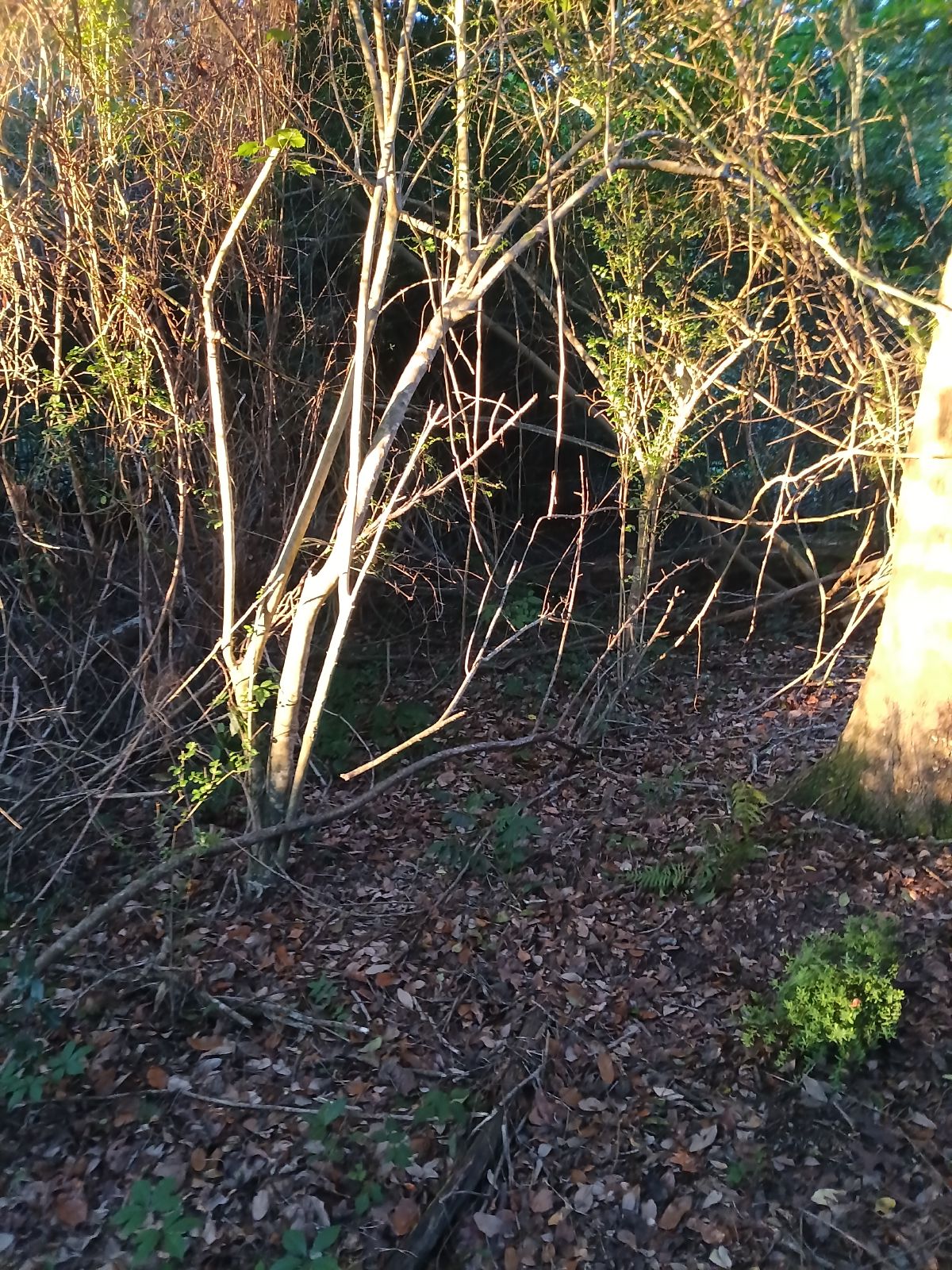 Nature trail restoration progress