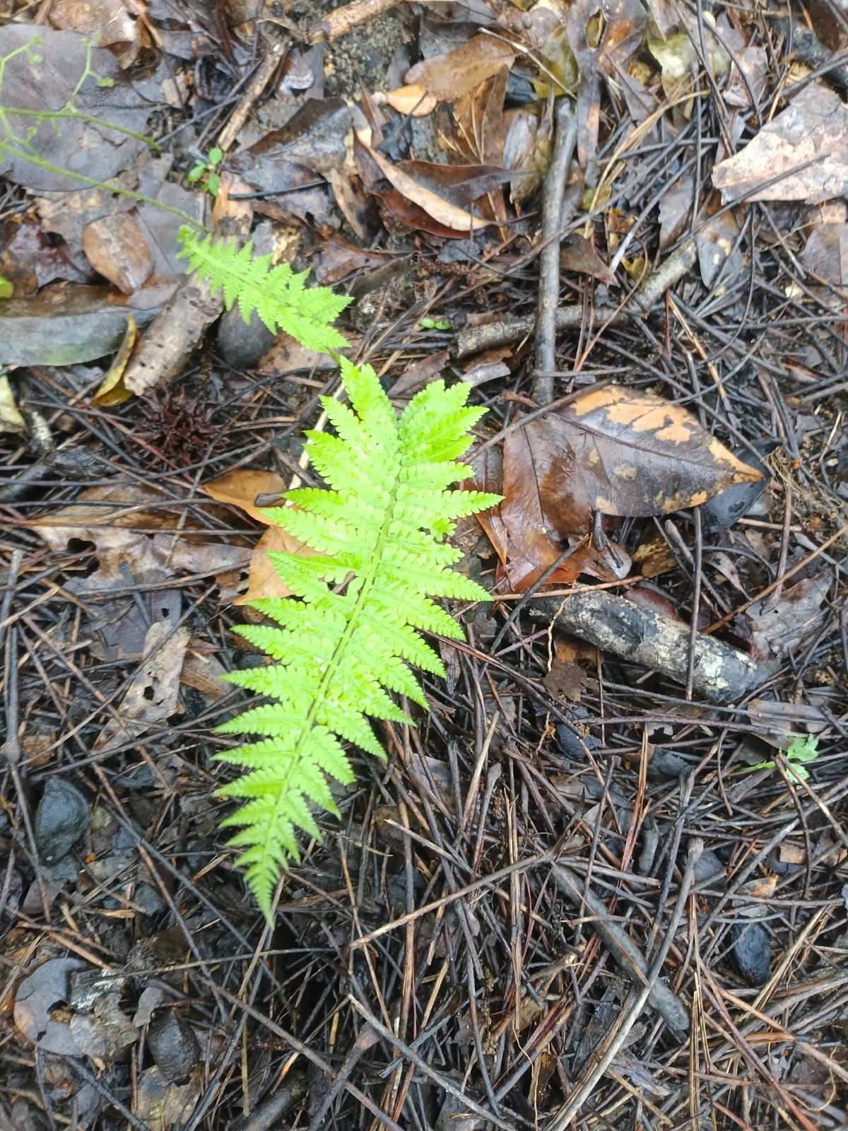 Nature trail restoration progress