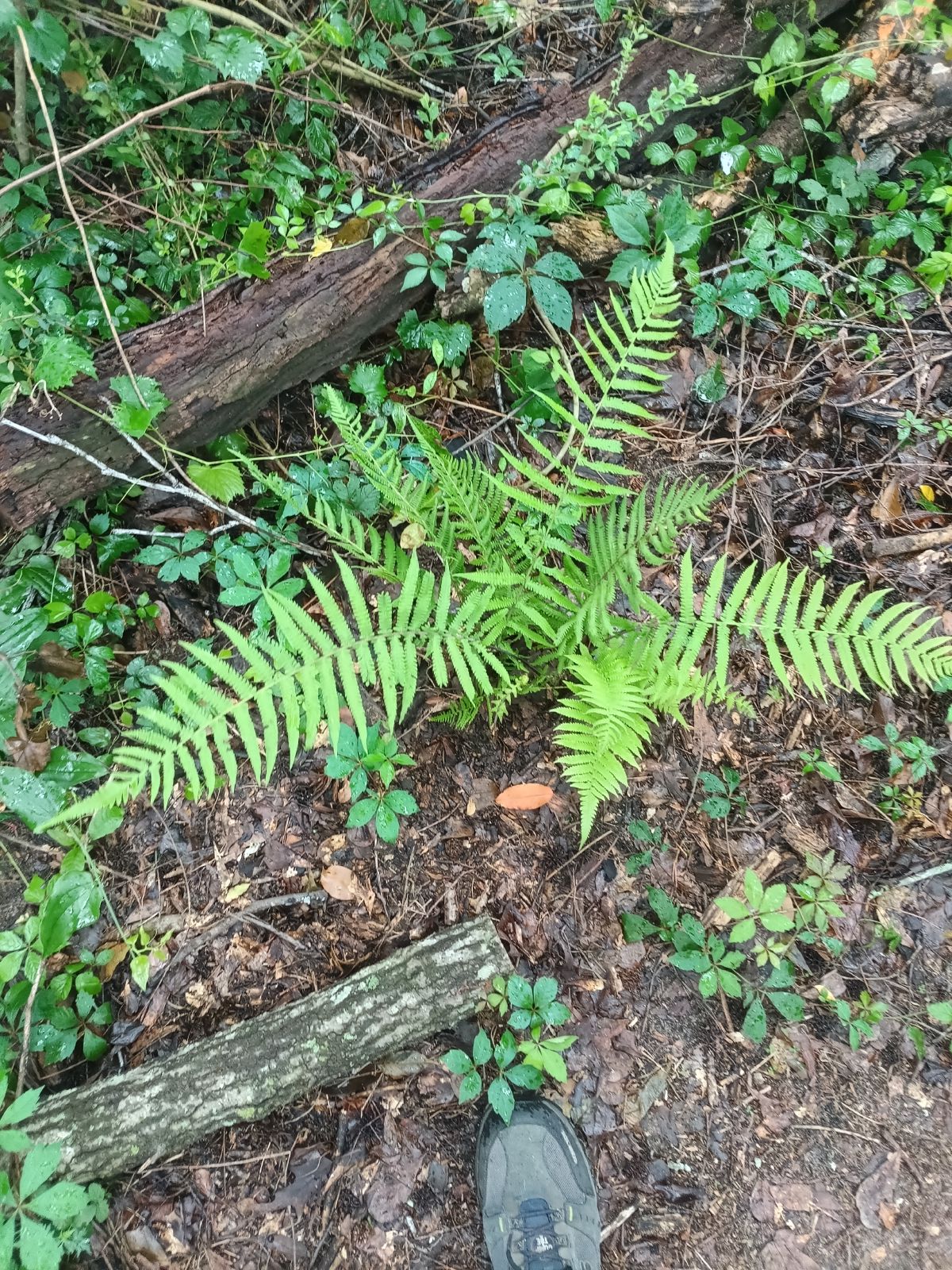 Nature trail restoration progress