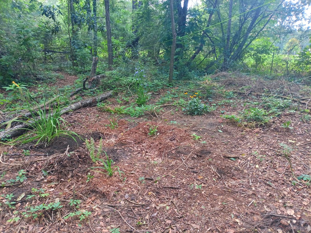 Nature trail restoration progress
