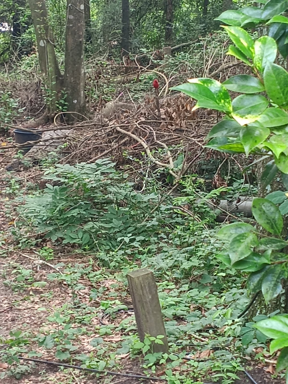 Nature trail restoration progress