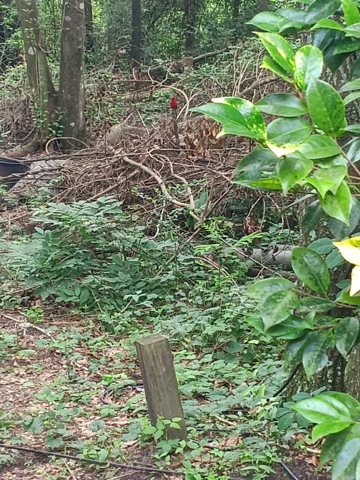 Nature trail restoration progress