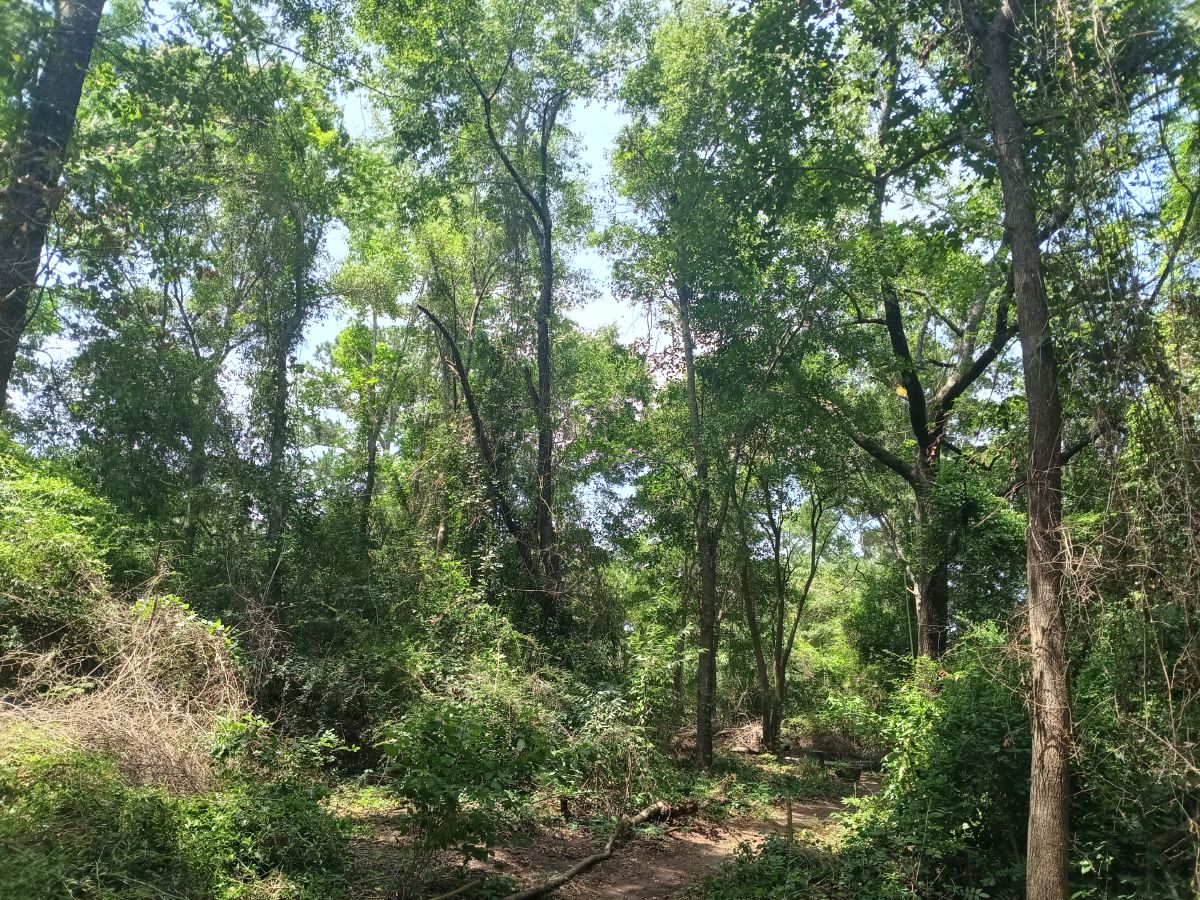 Nature trail restoration progress