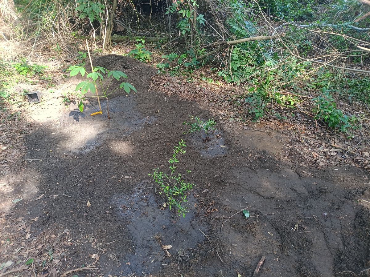 Nature trail restoration progress