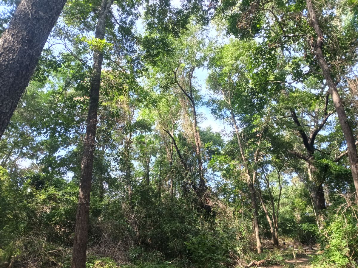 Nature trail restoration progress