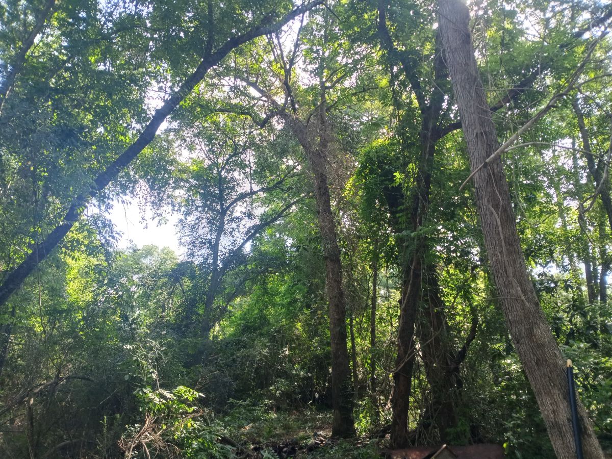 Nature trail restoration progress