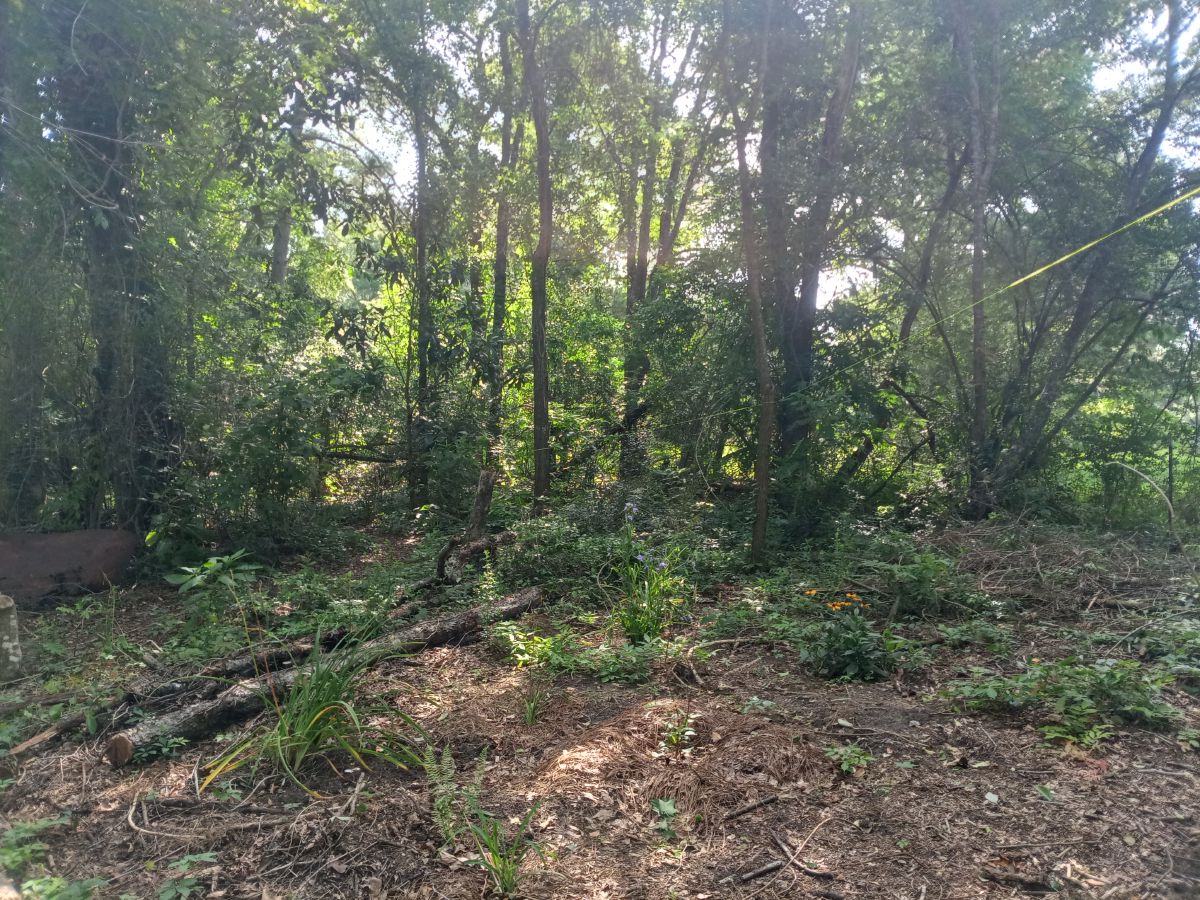 Nature trail restoration progress